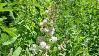 Meet Meadowsweet A Super Gorgeous Native Shrub [upl. by Irmine]