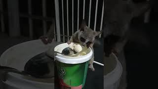 bushbaby africa southafrica thingsidoalone [upl. by Annot]