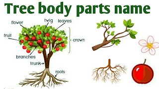 Parts of a Tree for kids  Learn parts of a Tree for kids  Tree and their parts for kids [upl. by Cod374]