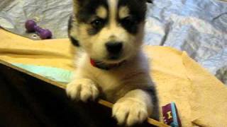 Husky Puppies at 5 weeks old whining for attention [upl. by Ion]