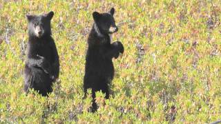 Rencontre avec lours noir du Québec [upl. by Mcclenaghan111]