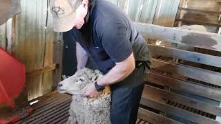 The Shearers Post How to Catch a Sheep Stress Free for Shearing Crutching or Dagging Shear Shearer [upl. by Sean]