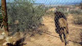 Male Barbary Lion being fed RAWR [upl. by Dranel]