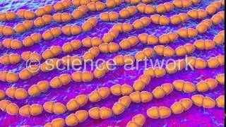 Enterococcus faecalis bacteria stock video from science artwork [upl. by Lauraine]