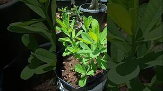 Crotalaria plant  kilukki plantbutterflyplantkilukkichedigardeningnatureshorts [upl. by Moreville492]