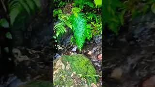 Natural spring water💦💧nature springwater shortvideo shorts viralshort [upl. by Turmel]