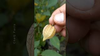 How to Grow Goldenberry Fruit at Home plants fruits farming shorts [upl. by Yelmene]