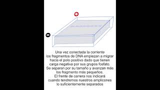 ELECTROFORESIS EN GEL DE AGAROSA [upl. by Eixela498]