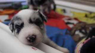 Australian Shepherd Puppies Week 3 [upl. by Zetrac]