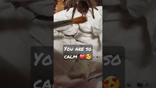 Wuschelchen ❤️ Tliltocatl Albopilosum tarantula spiders tliltocatlalbopilosum kraushaar cute [upl. by Ponton]