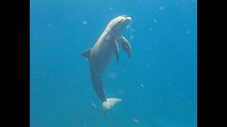 quotBest Diving in Belize Bottlenose Dolphin Nurse Shark Coral Shrimp” [upl. by Cerys]