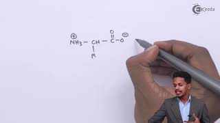 Amphoteric Behaviour of Amino Acids  Biomolecules  Chemistry Class 12 [upl. by Rubliw]