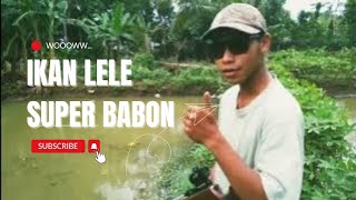 wooow INI BARU IKAN LELE SUPER BABON [upl. by Llerdnam]