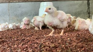 Conseils pour favoriser une bonne croissance des poussins [upl. by Akihc]