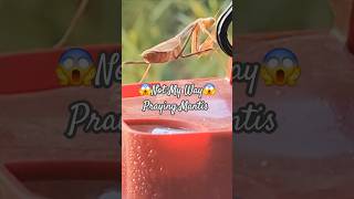 😱Praying Mantis Predator of Hummingbird hummingbirds prayingmantis drewwiegman [upl. by Oinotnas]