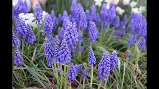 Muscari armeniacum  Grape Hyacinth [upl. by Sanford348]