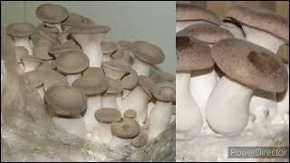 TOP 10 MOST CONSUMED MUSHROOM KABUTE IN THE PHILIPPINES with Scientific Name [upl. by Imre]