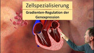 Zellspezialisierung beim Embryo aus Stammzellen  GradientenRegulation der Genexpression [upl. by Melak481]