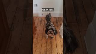 Prejudiced Pooch funnyshorts funny funnyvideo funnyanimals america [upl. by Benton780]