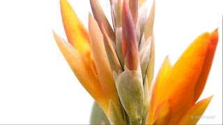 Timelapse Canna Indica Growing and Blooming  Indian Shot Indisches Blumenrohr [upl. by Dreeda862]