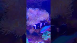 Very cute black striped fish fish healing aquarium [upl. by Gosney810]