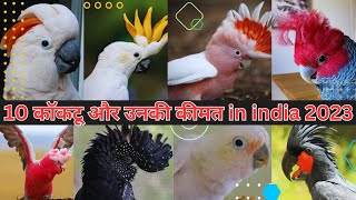 Top 10 Cockatoo Species Price in India 💞💞10 Most Beautiful Cockatoo Birds in The World 🌎 bird [upl. by Adnolor]