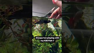 The MOST FUN You Can Have with Your Killi Fish fun fish aquarium aquariumhobby [upl. by Alitha]