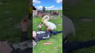 Swan freed from fence nurtured back to health 🦢💫 swanrescueanimalcare freedom [upl. by Ivanna]