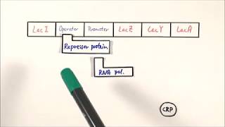 A2 Biology  Lac operon OCR A Chapter 192 [upl. by Ayana739]