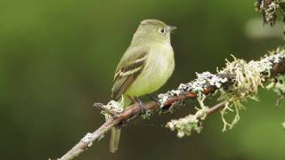 Yellowbellied Flycatcher [upl. by Veradis]