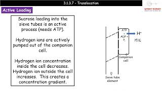 A Level Biology  3137  Translocation [upl. by Mayer300]