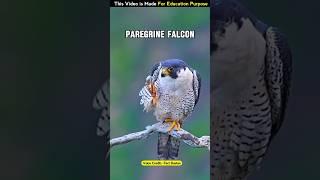 Peregrine Falcon 😲। facts [upl. by Allertse935]