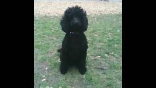 Black Miniature Poodle at the park [upl. by Yromas]