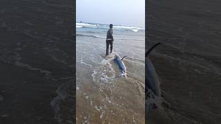 70 కేజీలు కొన్నం చేప కుల్లిపోయింది😭fishing seafood fishdelivery livefishes pudimadakabeach [upl. by Langill]