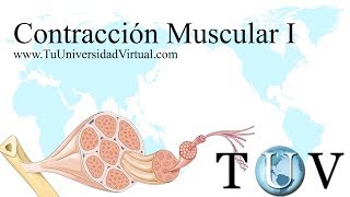 Parte 1 Contraccion Muscular Fisiologia Como Funciona Actina y Miosina [upl. by Terra937]