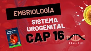 CAP 16SISTEMA UROGENITALEMBRIOLOGÍA MÉDICA LANGMANRESUMENPODCAST [upl. by Naux]