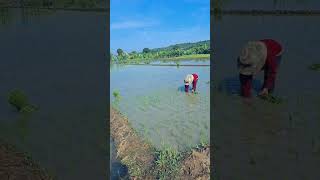 Transplanting hybrid rice LAV777 Oct1819 farming farmlife buhayprobinsya shortvideo [upl. by Ludovico426]