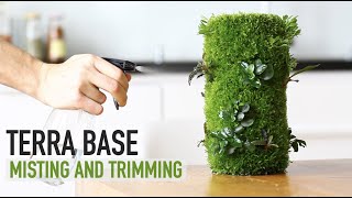 Maintaining my moss garden Terra Base [upl. by Joleen]