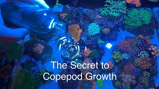 How to grow amp culture copepods in reef tank The secret benefits copepods have to devouring diatoms [upl. by Akiria]