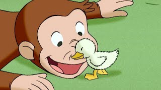 Curious George 🐵 A Monkeys Duckling 🐵 Kids Cartoon 🐵 Kids Movies  Videos for Kids [upl. by Silera]