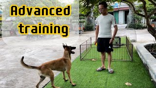 Belgian Malinois Advanced training [upl. by Ettedranreb]