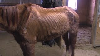 Starving horses rescued from boarding facility after owner neglects to feed them [upl. by Bearnard506]