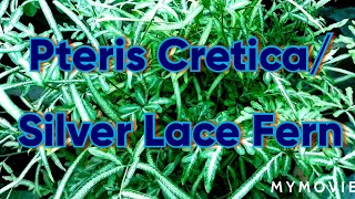 118⭐Pteris Cretica Silver Lace Fern  Care And Tips 🌿 [upl. by Anerec210]