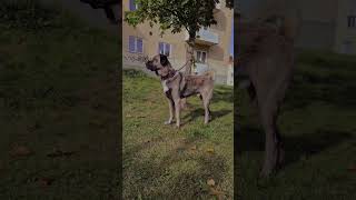 DOÇKA 🧿❤️ keşfet kangal shepherddog shortvideo shorts [upl. by Epillihp]