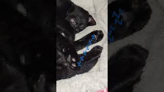 sleepycat kitten binx blackkitty blackcatsareawesome feline cat cutecat [upl. by Collie]