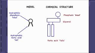 242 Explain how phospholipids maintain the structure of the cell membrane [upl. by Schulman]