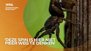 Meer insecten en spinnen in Nederland waaronder giftige wolfspin [upl. by Chrisoula850]