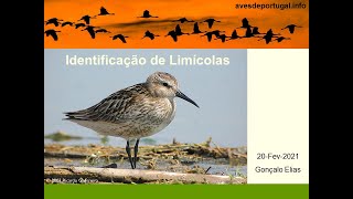 Identificação de Aves Limícolas [upl. by Cadal]