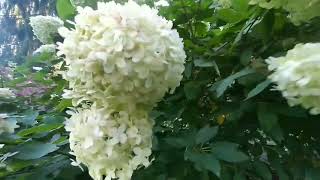 HYDRANGEA ARBORESCENS ANNABELLE [upl. by Marylou18]