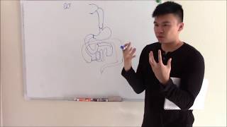 USMLE GIT 1 Embryology Anatomy and Gastrointestinal Ligaments [upl. by Irrol]